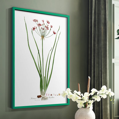 Rose Botanical II Framed Print - Solid Wood