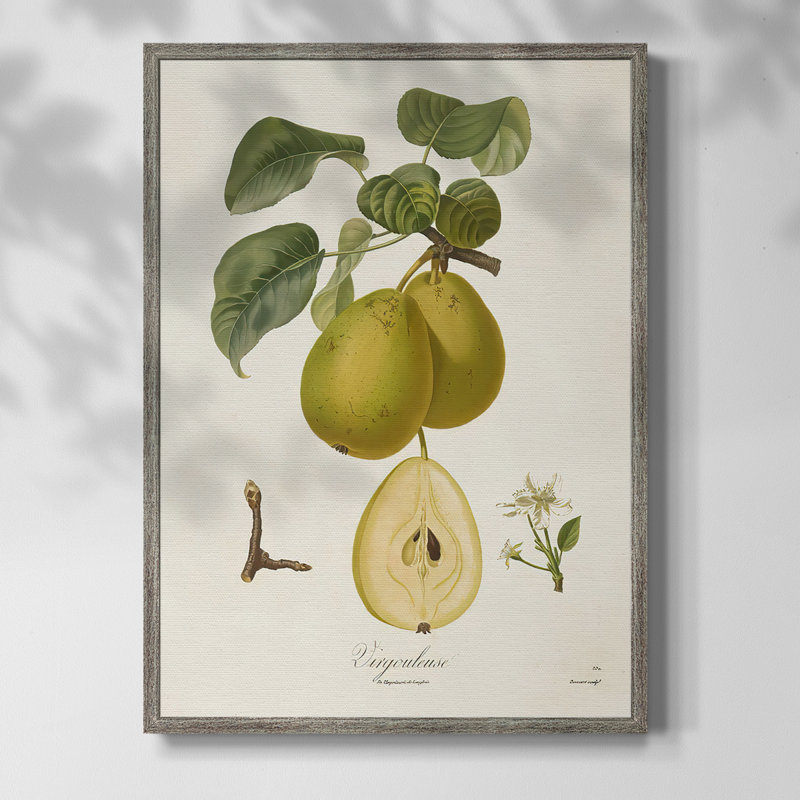Vintage Pears III Framed Print - Solid Wood, 30" H x 24" W