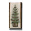«Wood Land Spruce Tree» par Cindy Jacobs, art mural sur toile-1839836812