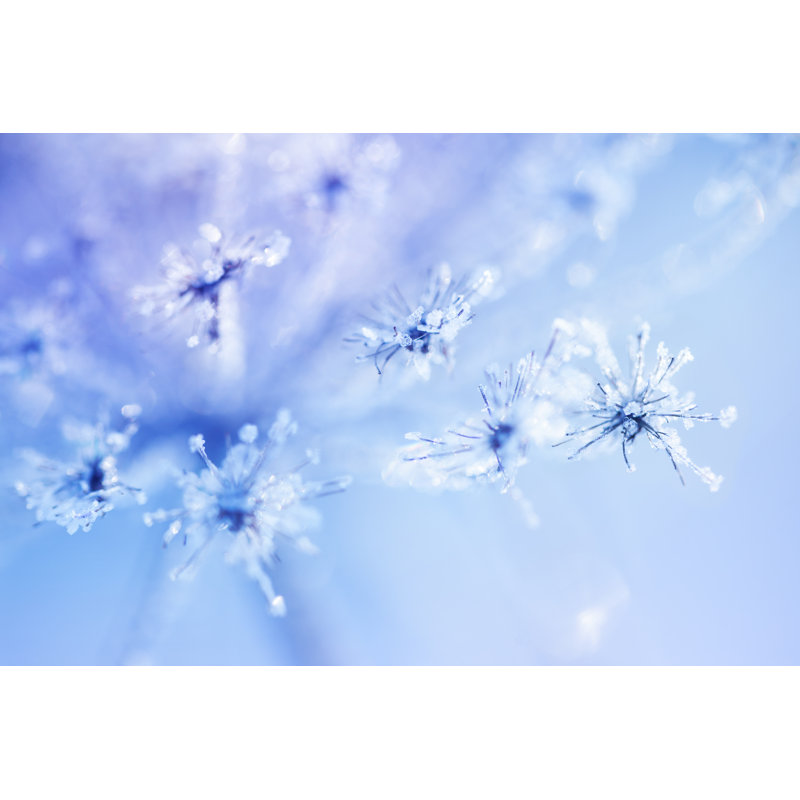 Plante couverte de glace par 5Ugarless, H 20 po x l 30 po
