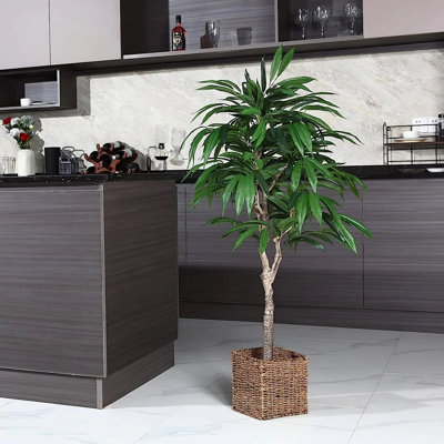 6,5 plantes
