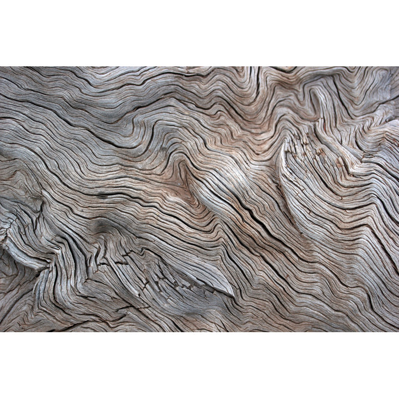 Tree by SafakOguz - Wrapped Canvas Print, 30cm H x 46cm W x 3.8cm D