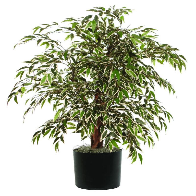 Arbre panaché Smilax Pottershill en pot