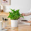 FLHPOT Ceramic Pot Planter