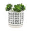 Ensemble de 2 pots à fleurs avec soucoupes, céramique aztèque noire et blanche 5/6 po