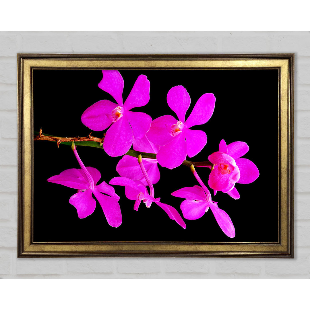 Vibrant Pink Beauties - Einzelne Bilderrahmen Kunstdrucke