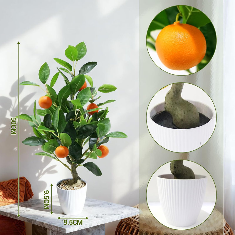 50cm Plant