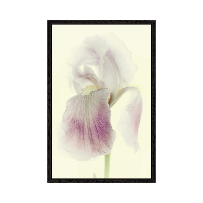 Flowers Aglow I by Judy Stalus - Gallery-Wrapped Canvas Giclée on Canvas, Black Floater Framed, 66.04 cm H x 45.72 cm W