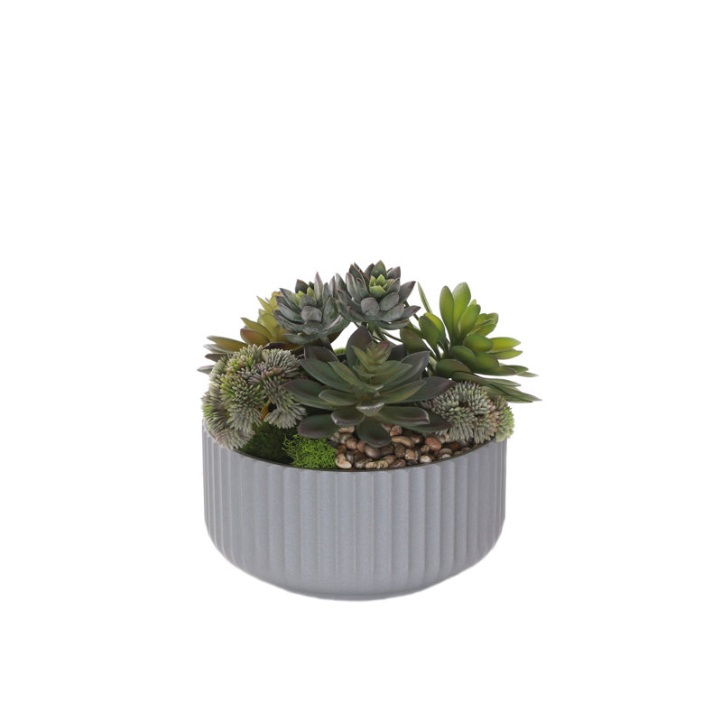Fausse plante grasse, Gris