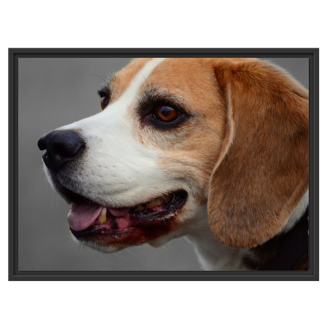 Beagle Seitenprofil Gerahmter Fotokunstdruck