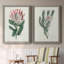 Protea N13 - Ensemble de 2 peintures sur toiles encadrées-2116893456-2116893549