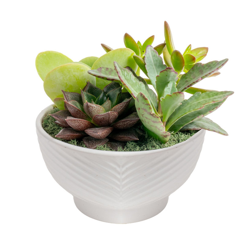 Succulent in Planter