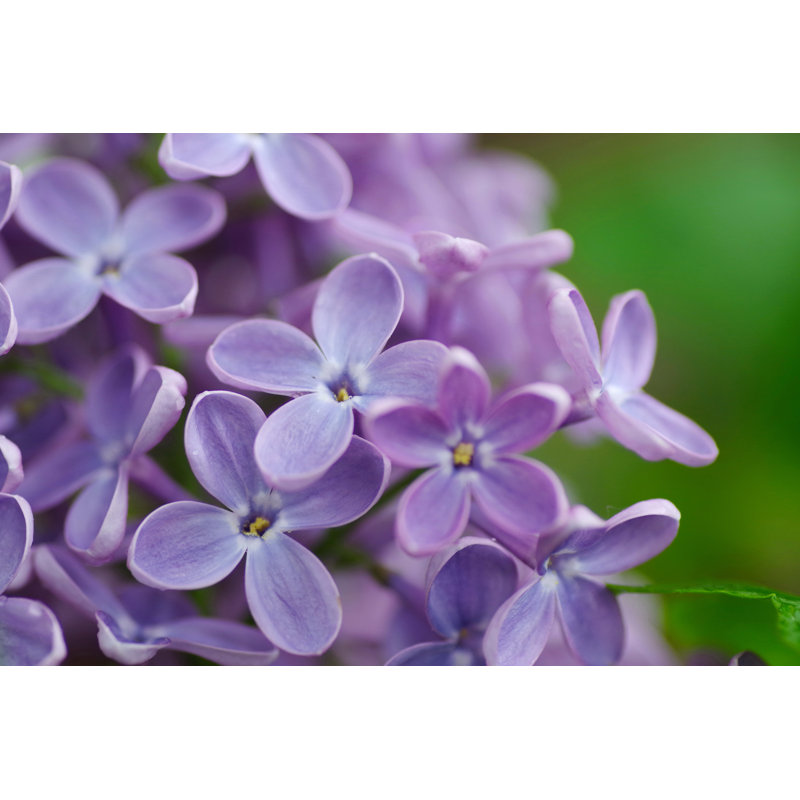 Macro Lilac - Wrapped Canvas Print, 30cm H x 46cm W