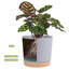 Ensemble de 2 jardinières avec trous de drainage et sauce-903023452-903023425