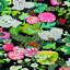 Chiang Mai Dragon Wallpaper-29547514