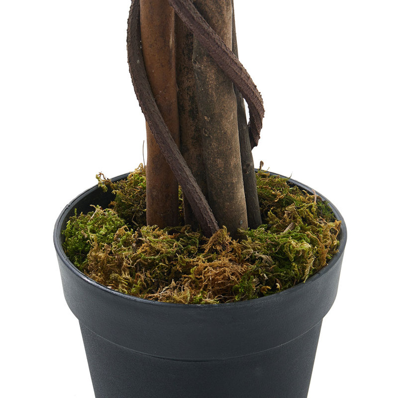 195cm Plant