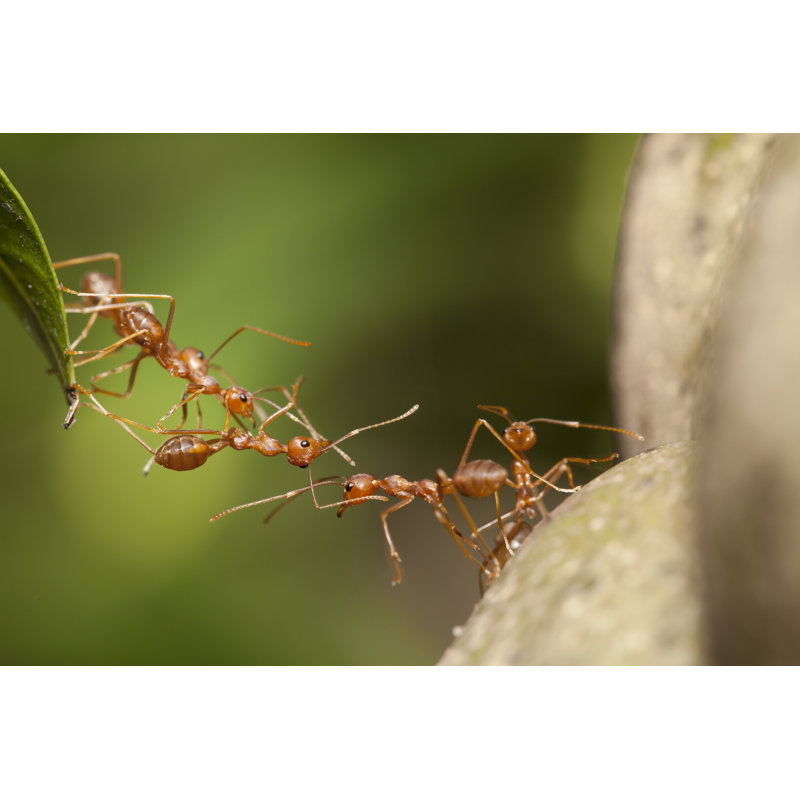 Ant Bridge Unity by Lirtlon - Wrapped Canvas Print, 30cm H x 46cm W x 3.8cm D