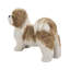 Shih Tzu debout