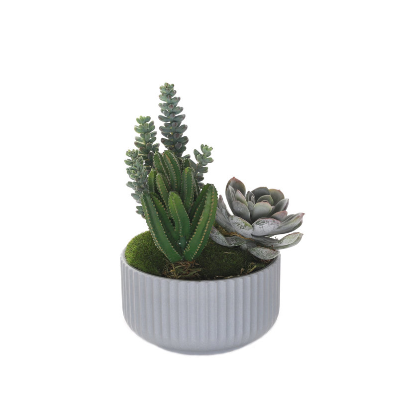 Faux Cactus Succulent in Pot
