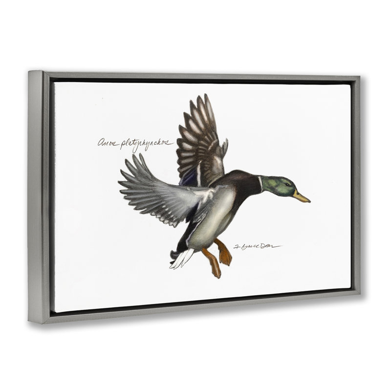 Toile flottante encadrée canard colvert volant par Jadei, H 17 po x l 25 po, Cadre flottant gris lustré