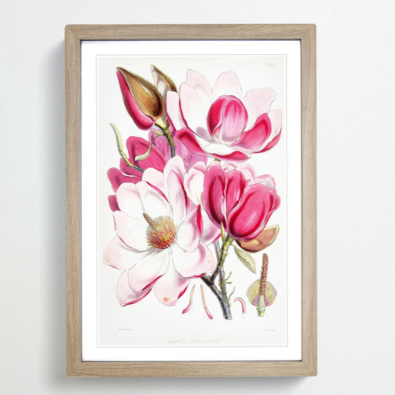 Himalayan Magnolia Flowers by W. H. Fitch - Picture Frame Painting Print on MDF, 36cm H x 27cm W x 2cm D, Oak Framed