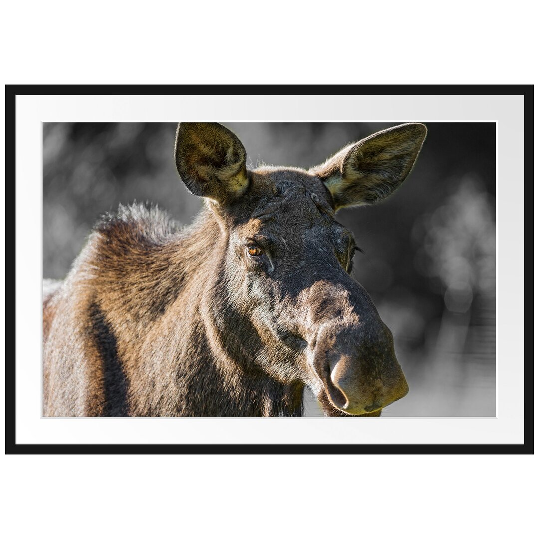 Gerahmtes Poster Hübsche Elchkuh auf Wiese