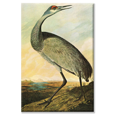 John Audubon - Wrapped Canvas Print