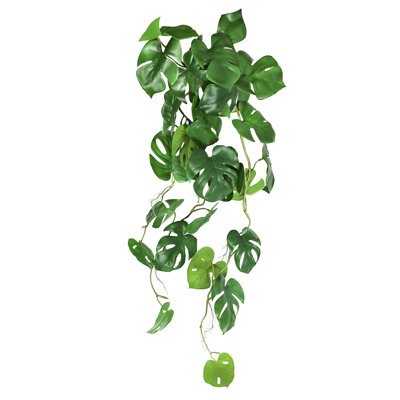 Plante suspendue 36 "Philodendron Monstera