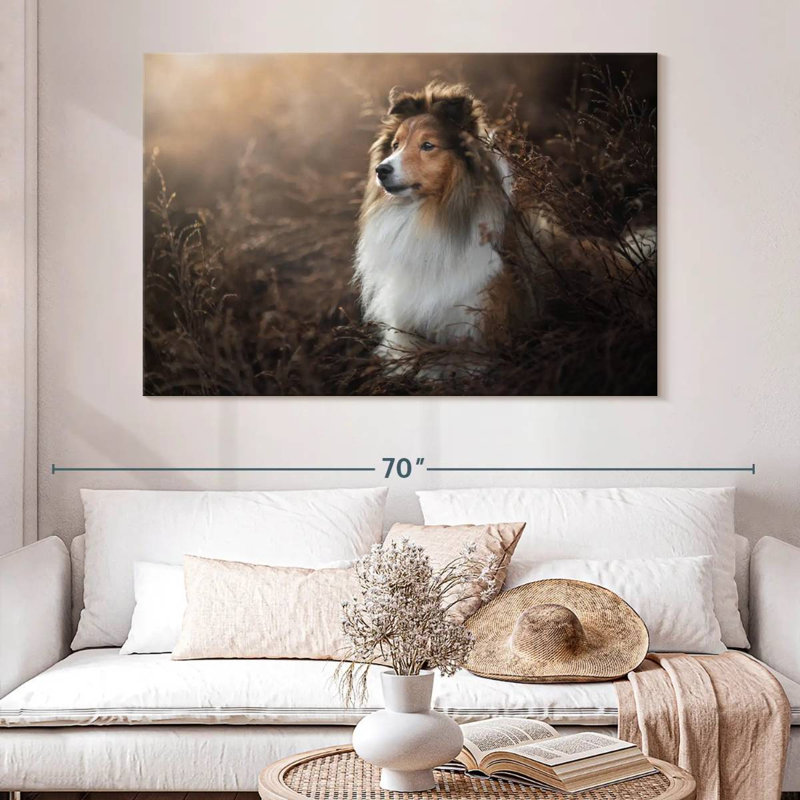 Bramelt, magnifique sheltie, H 34 po x l 51 po