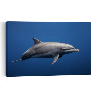 Graceful Ocean Dolphin Contemporary Dolphin Wall Art Print 1 Piece Wrapped Canvas Wall Art