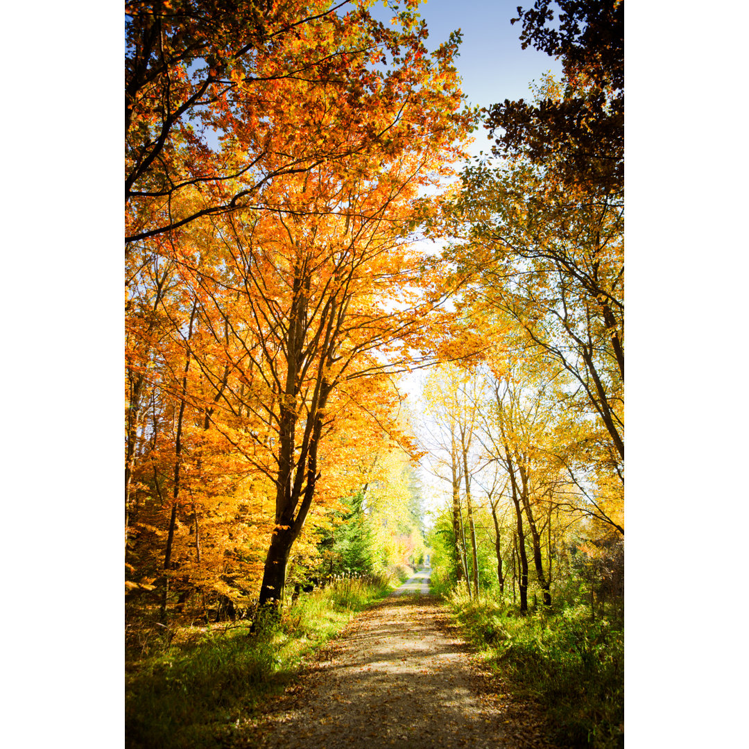 Herbstbäume im Wald