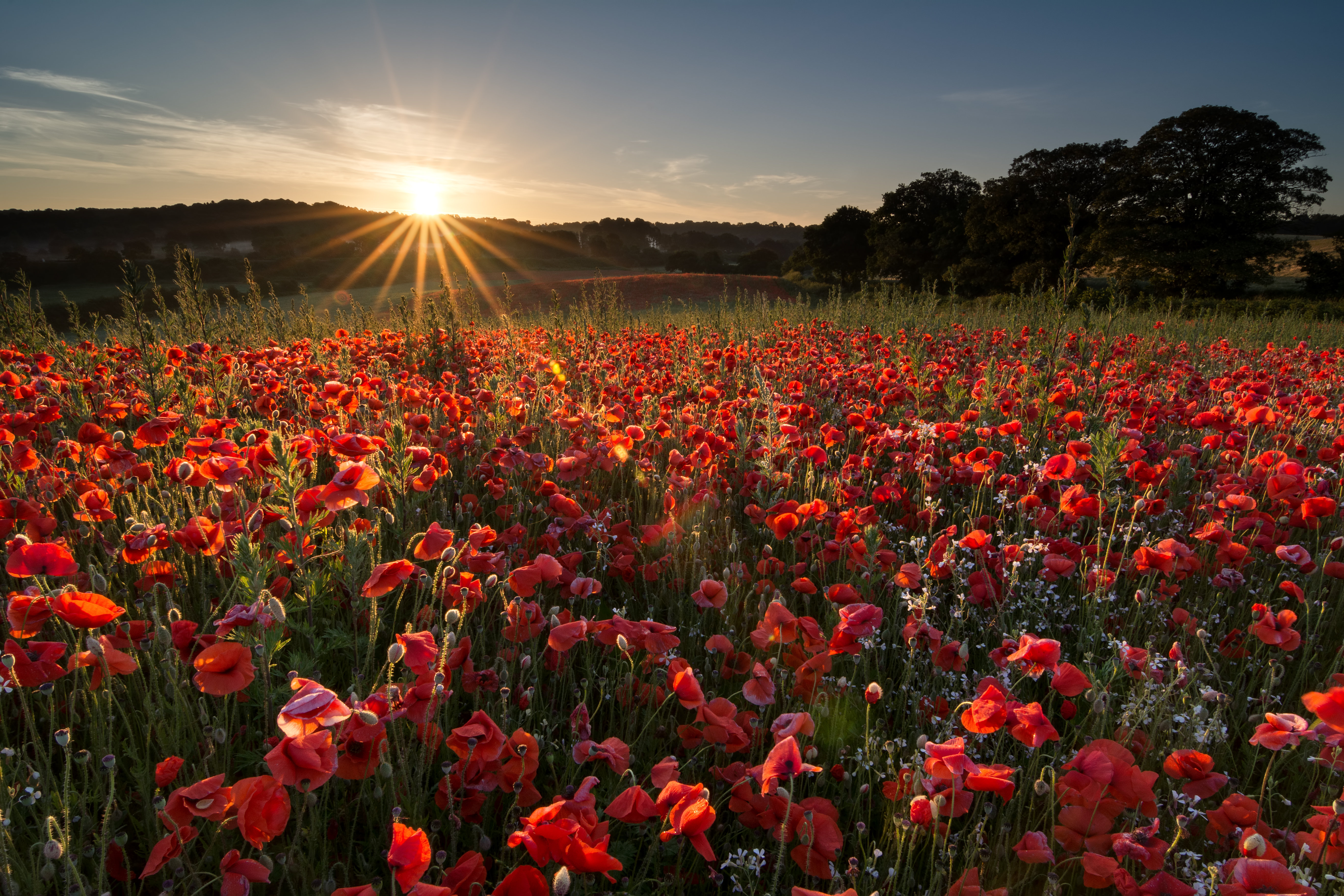 Ebern Designs Deanca Summer Solstice Sunrise by Lloyd-Horgan | Wayfair