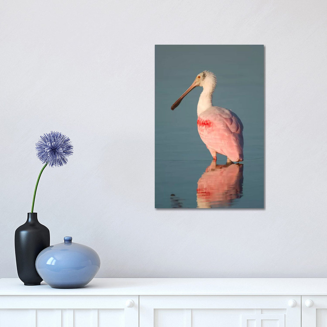 Roseate Spoonbill, Fort Myers Beach, Florida by Steve Gettle - Wrapped Canvas Print