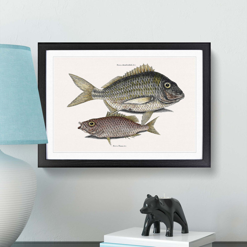 Pork Fish and Schoolmaster Fish by Mark Catesby - Picture Frame Painting Print, 48cm H x 65cm W x 2cm D, Black Framed