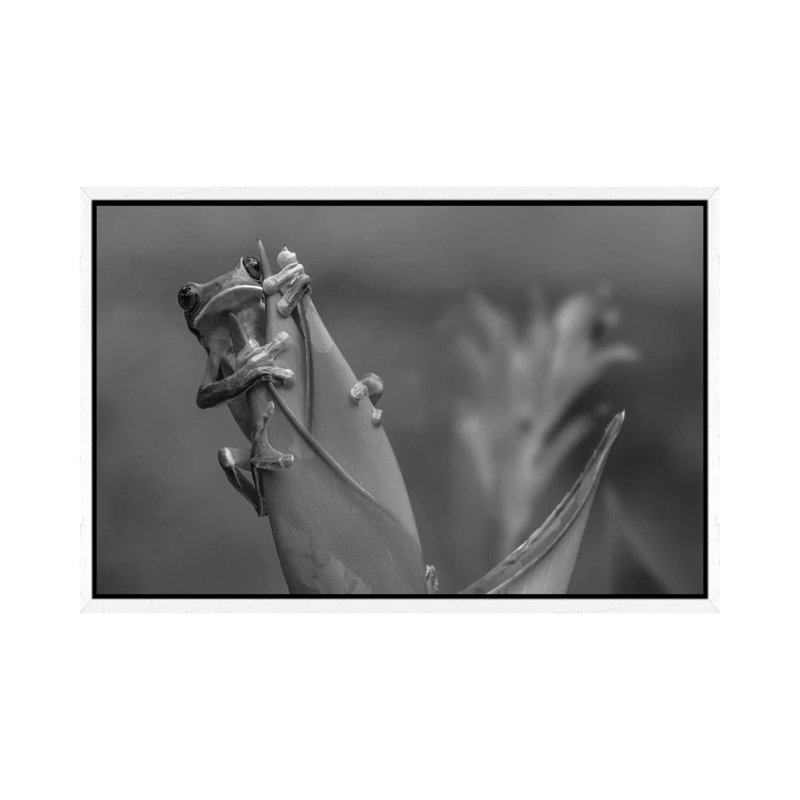 Gliding Leaf Frog on Heliconia, Costa Rica 1 Piece Wall Art on Canvas, 66.04 cm H x 45.72 cm W, White Framed