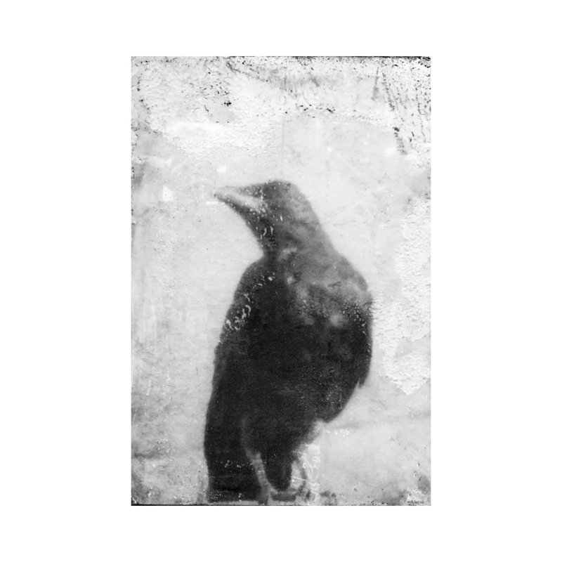 B&W Flight III by Ingrid Blixt - Wrapped Canvas Print, 20.32 cm H x 30.48 cm W