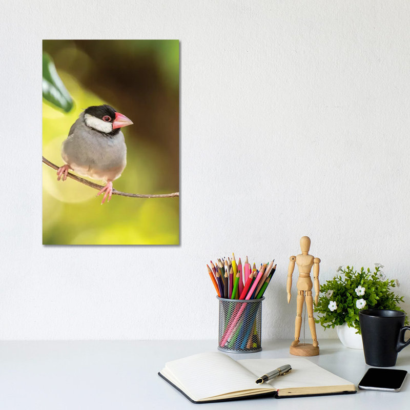 USA, Hawaii, Kona. Java Sparrow Close-up. by Jaynes Gallery - Wrapped Canvas Gallery-Wrapped Canvas Giclée