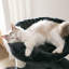 Cellestine 68.1'' H Cat Tree-1392743692