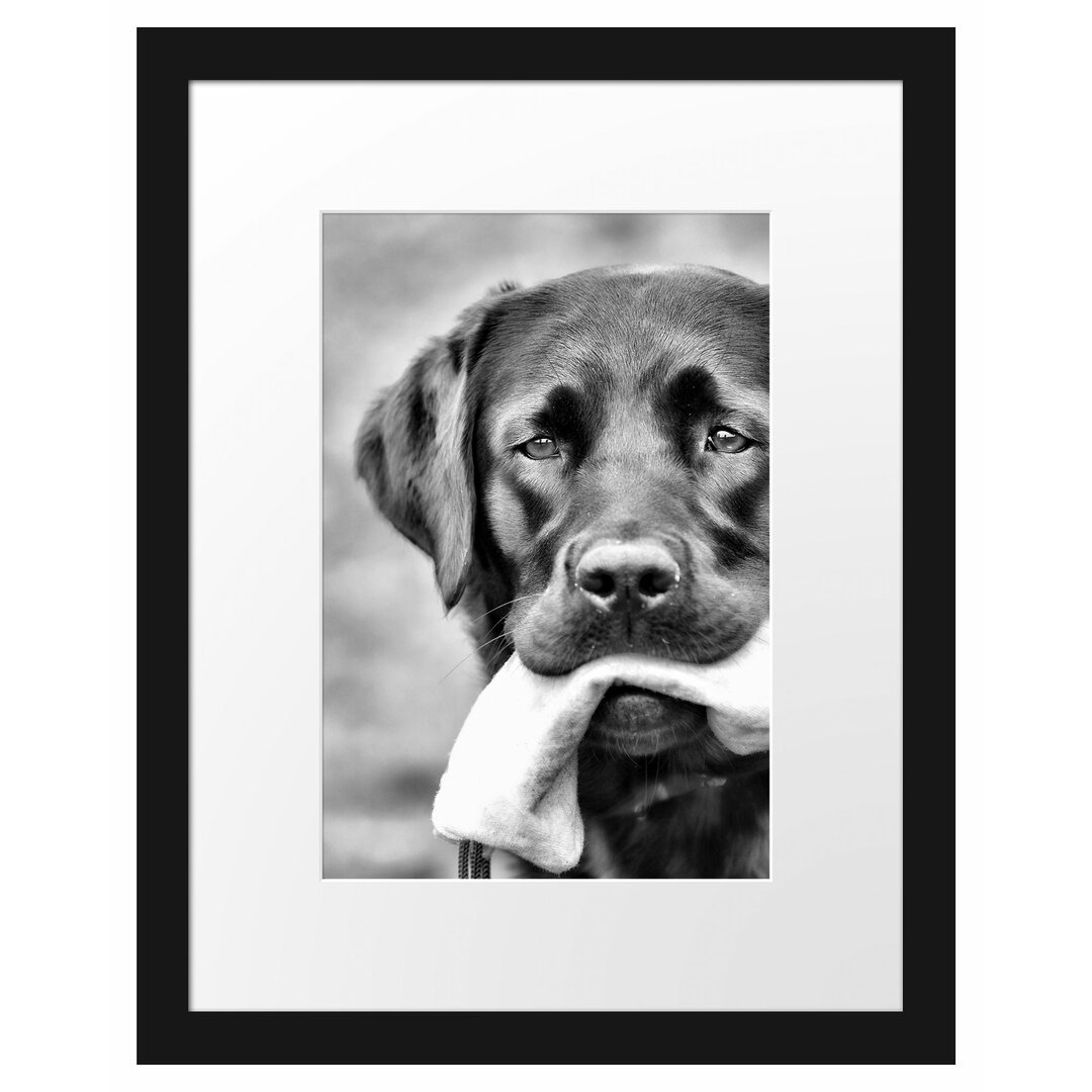 Gerahmtes Poster Schwarzer Labrador mit Spielzeug