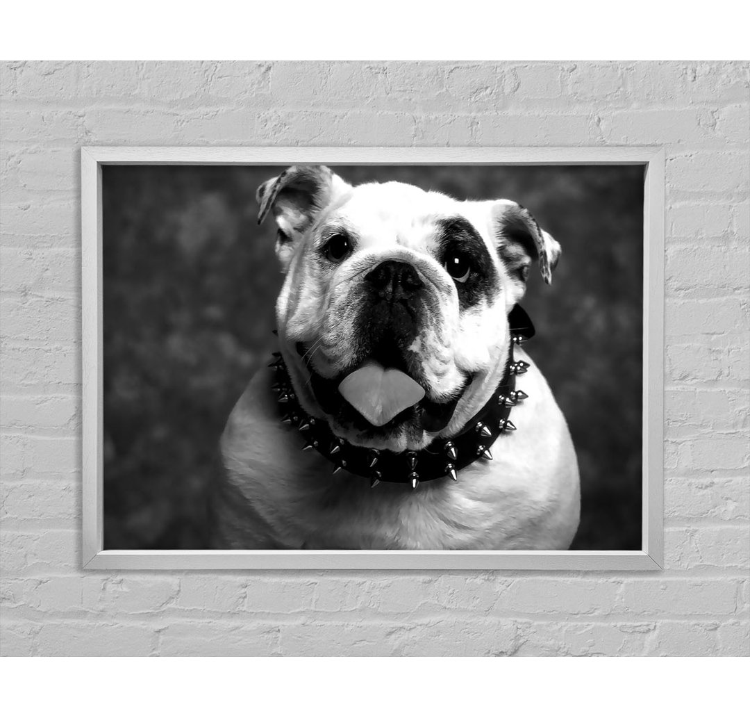 Englische Bulldogge - Druck