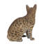Statuette de chat du Bengale assis