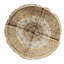 Silk Oriental Area Rug in Ivory