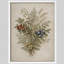 Berry and Foliage Botanical Framed Wall Art Prints - Natural Herb Design for Kitchen Dining Room-125120596-125120599