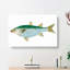 Mullet Fish by Edward Donovan - Wrapped Canvas-55359853