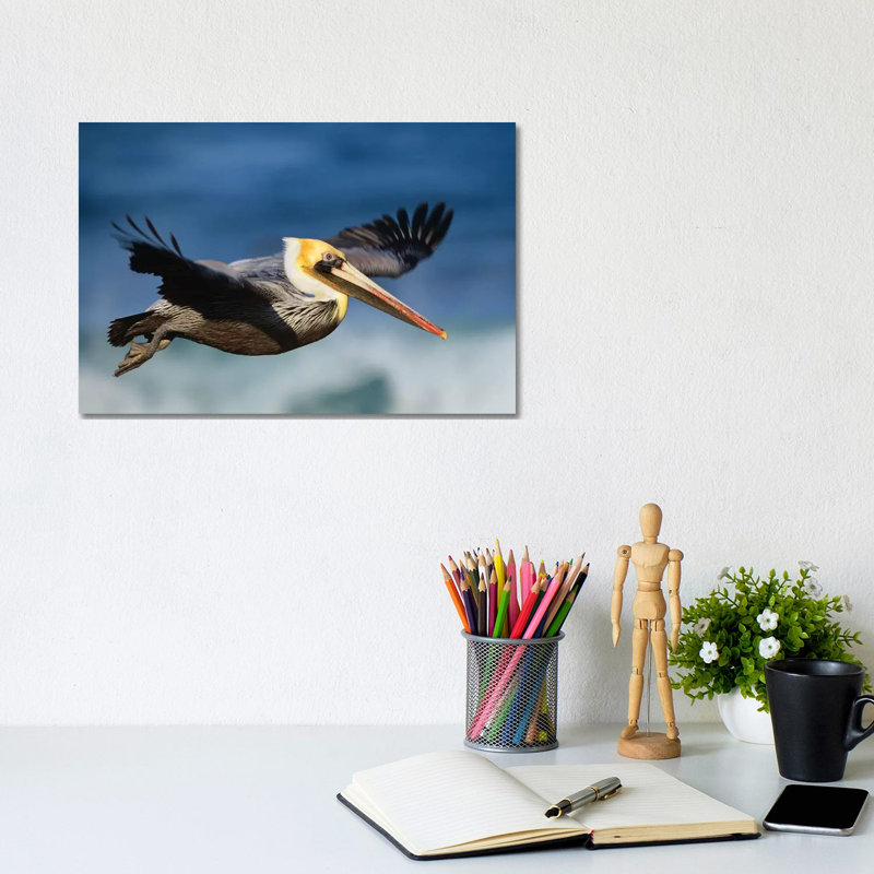 Brown Pelican Flying, North America by Tim Fitzharris - Wrapped Canvas Print, 20.32 cm H x 30.48 cm W