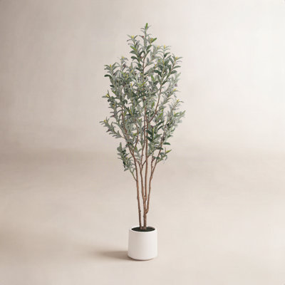 Olive Tree in Pot