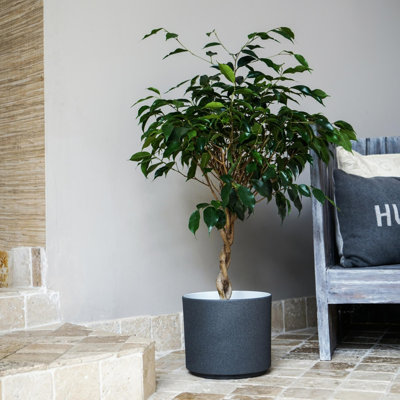 Leon Planter