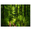 « green », reproduction de photo sur toile tendue, reproduction de photo dans une forêt sauvage-18271803-33309454