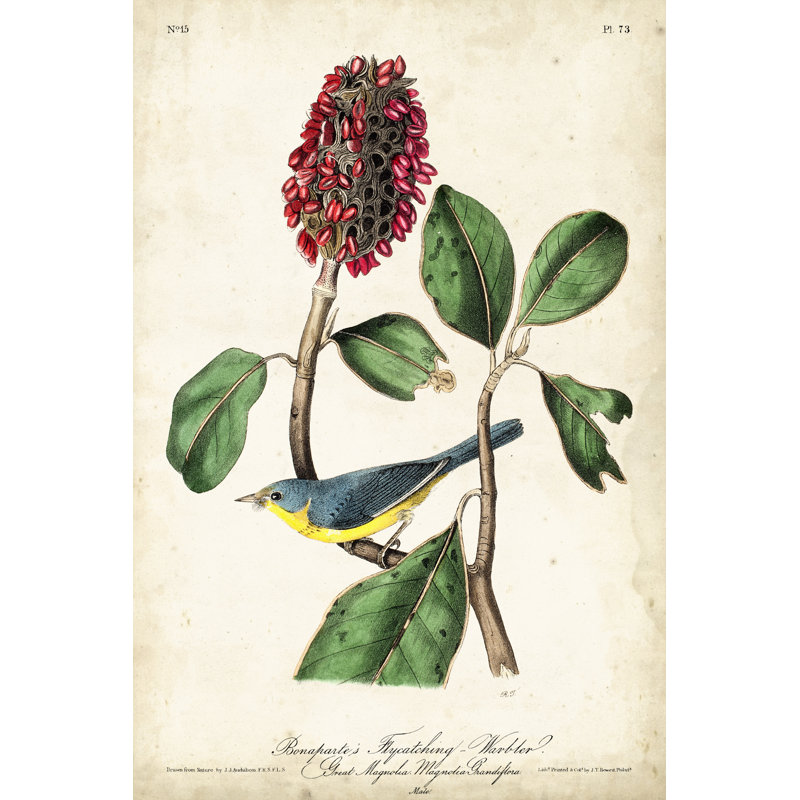 «Bonapartes Flycatching Warbler» par James Audubon, reproduction d'art sur toile, H 30 po x l 20 po