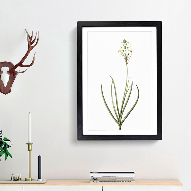 Arabian Starflower by Pierre-Joseph Redoute - Single Picture Frame Painting, 45cm H x 33cm W x 2cm D, Black Framed